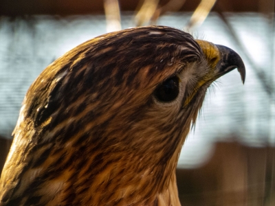 Buteo